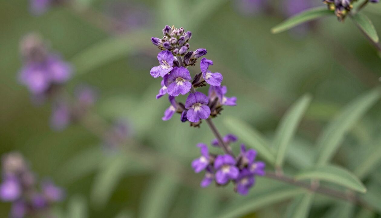 Gattilier menopause - vitex agnus castus
